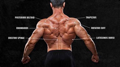 muscular woman back|Back Muscles: Types, Functions, and How to Strengthen.